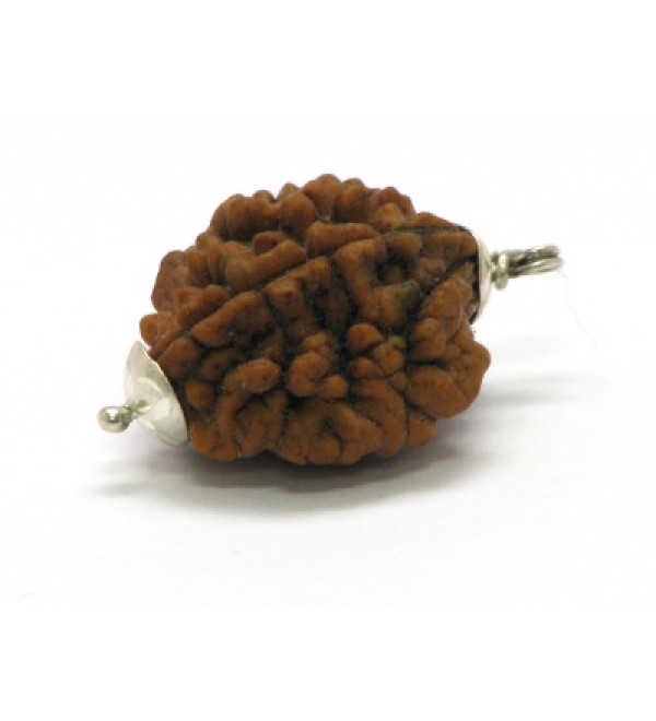 Rudraksha Bead: 2 Faces